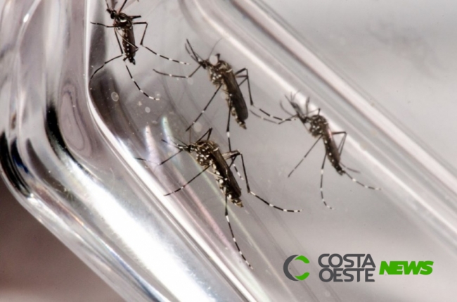 Sesa inicia novo ciclo da dengue e confirma 43 casos em 13 municípios