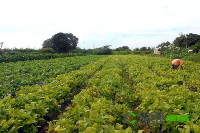 País desenvolve tecnologia para lavouras mais resistentes ao calor