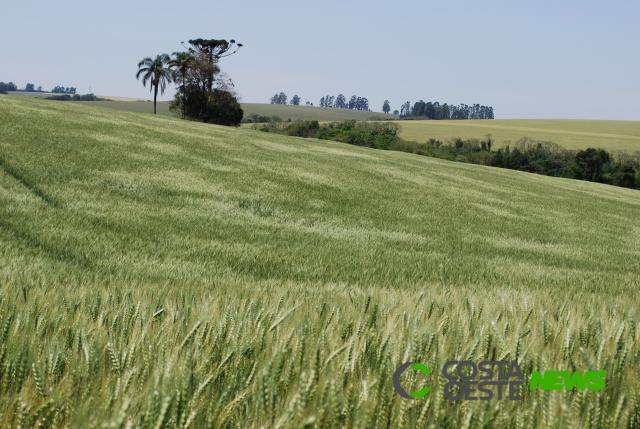 Novas geadas atingem o trigo do Paraná