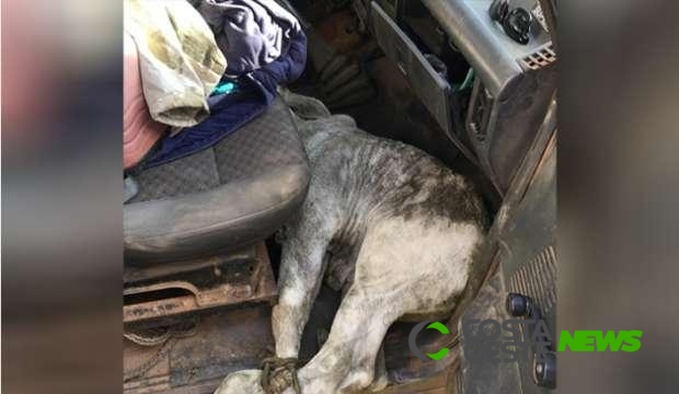 Ladrões são flagrados com bezerro na cabine de veículo