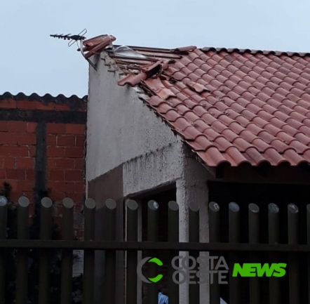 Macacos invadem casas em Foz do Iguaçu; Vídeo