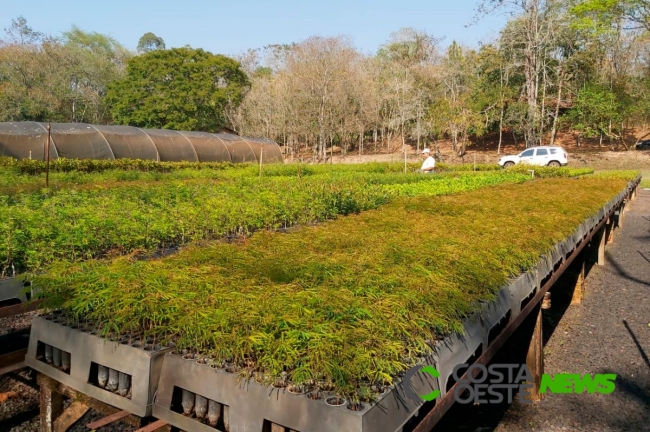 Governo do Estado inicia hoje (23) programa de incentivo à arborização