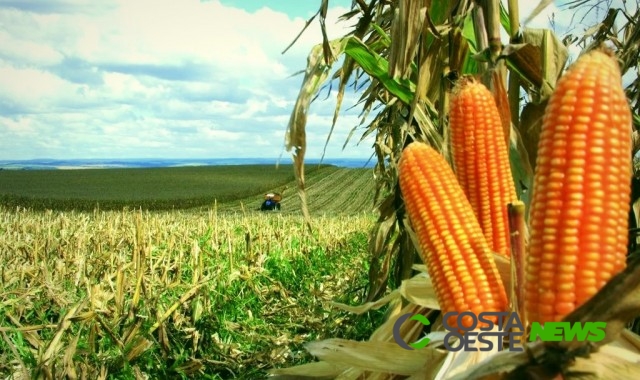 Milho: colheita avança em 99% no Paraná, segundo Deral