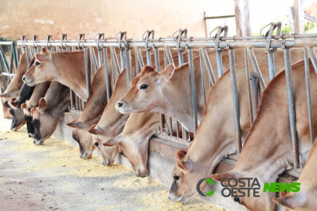  Inteligência artificial ajuda na identificação de bovinos