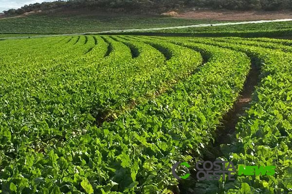 Culturas agrícolas serão fiscalizadas na região Oeste do Paraná