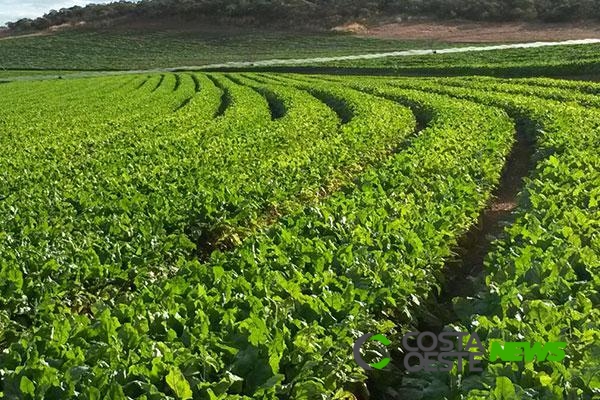 Culturas agrícolas serão fiscalizadas na região Oeste do Paraná