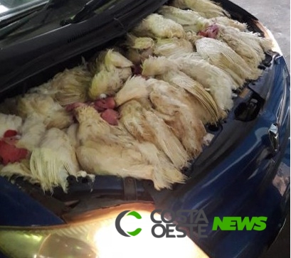 Desde janeiro, 15 mil galinhas vivas foram apreendidas na Ponte da Amizade entrando no Paraguai