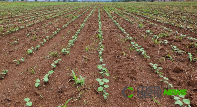 Paraná avança plantio da soja para 65% da área, mas safra 2019/20 ainda demanda atenção