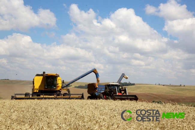 Paraná deve colher 35% menos trigo do que o previsto