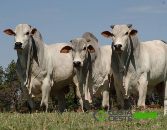 Arábia Saudita habilita oito novos frigoríficos brasileiros para exportação de carne bovina