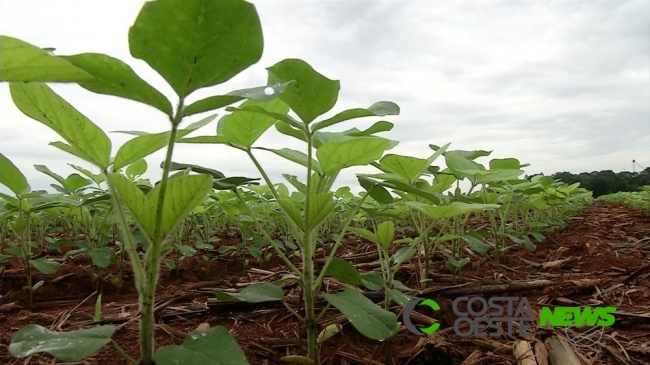 Volume de chuva traz alívio para produtores de Santa Helena e região