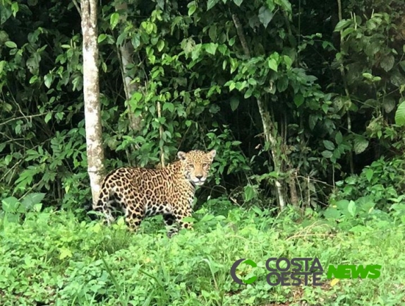 Onça-pintada é flagrada passeando no Parque Nacional do Iguaçu
