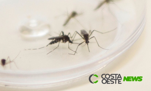 Casos de dengue dão um salto no Paraná; em uma semana foram 305 casos a mais