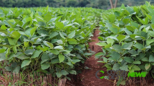 Agricultor deve se manter atento a proliferação de fungos nas lavouras após alto volume de chuva em Santa Helena e região