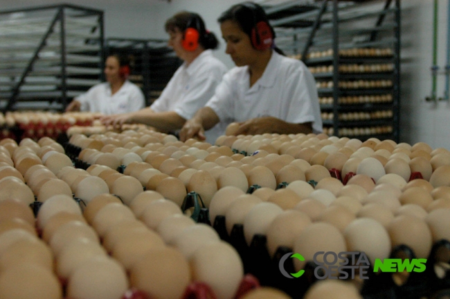 Ano deve encerrar em alta para setor de proteína animal no Brasil