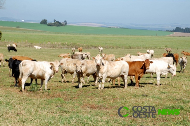 Prazo para cadastro de animais no Paraná termina nesta semana