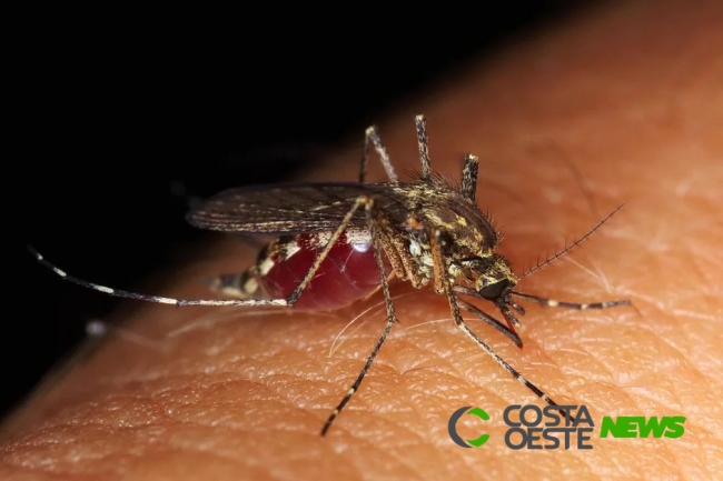 Combate a dengue é intensificada no verão