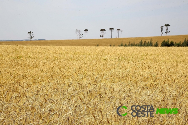 Crédito agrícola e geração de empregos devem ser os responsáveis pelo crescimento econômico em 2020
