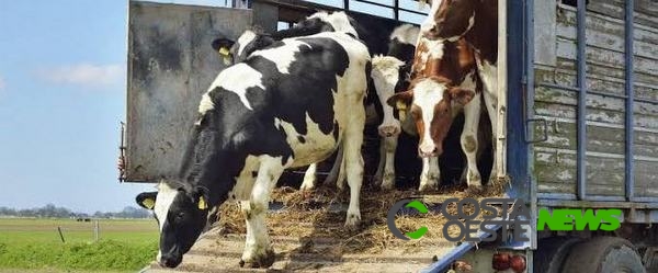Trânsito de bovinos e búfalos tem novas regras no Paraná a partir desta segunda feira