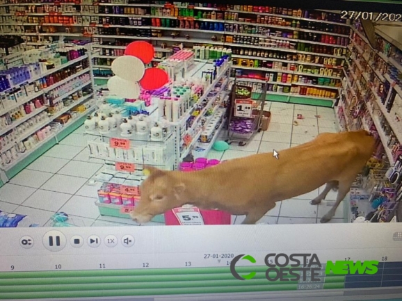 Vaca solitária passeia pelas ruas, invade farmácia e provoca confusão no Paraná