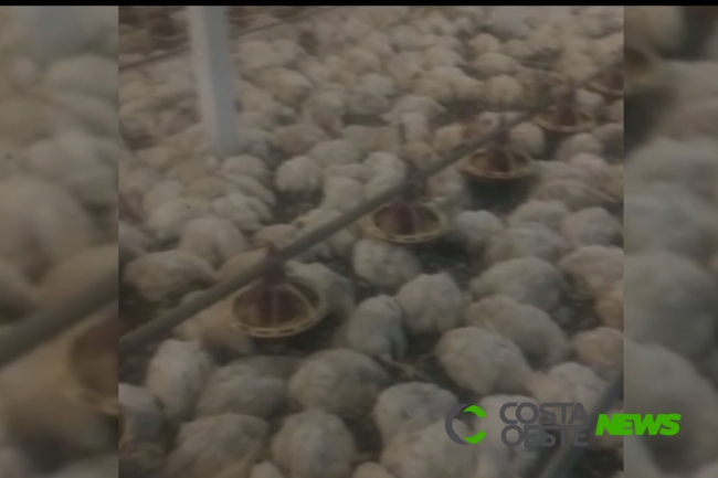 Falha em sistema de ventilação automática de aviário mata mais de 7 mil frangos 