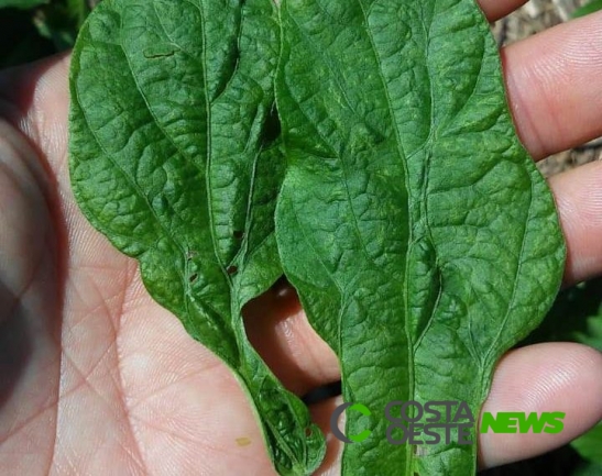 Nova doença da soja preocupa técnicos e agricultores do Oeste do Paraná