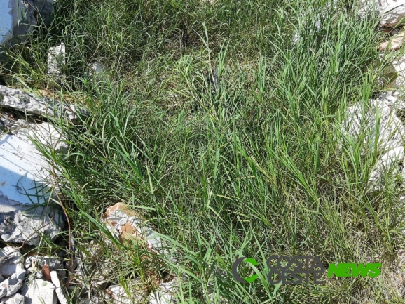 Cadáver em decomposição é localizado em São Miguel do Iguaçu