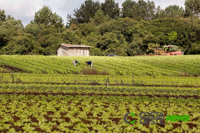 Agricultura Familiar gera renda a 1250 famílias no Oeste do Paraná