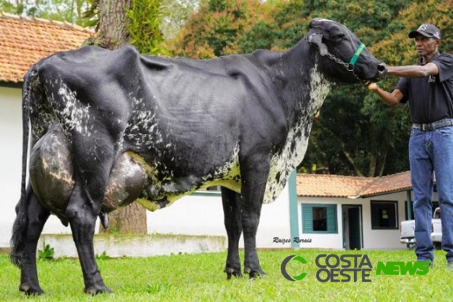 Vaca brasileira entra no livro dos recordes por produzir mais leite em um único dia