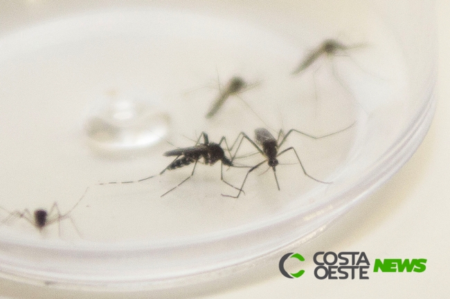 Guaíra registra primeira morte por dengue hemorrágica