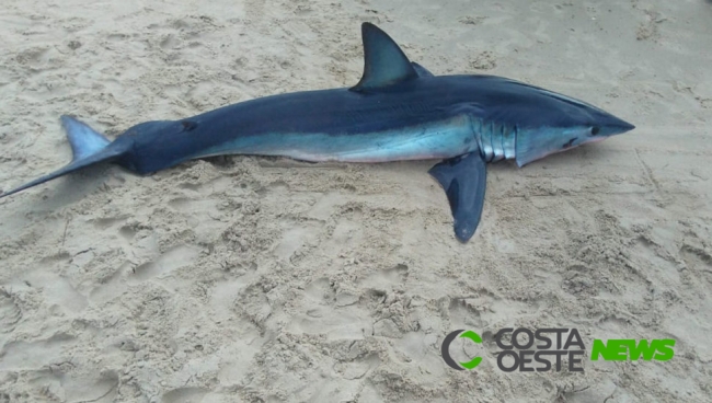 Tubarão de 2,2 m é encontrado na areia em Guaratuba