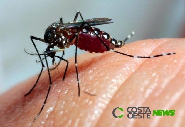 Guaíra já tem quase 1.000 casos de dengue confirmados