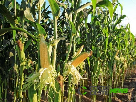 Criminosos invadem propriedade rural e furtam mais de 2 mil espigas de milho