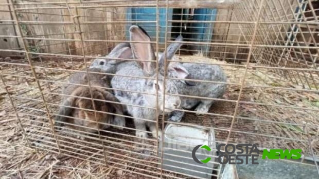 Mais de 50 animais são resgatados de maus tratos em Marechal Rondon