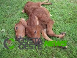 Bezerro nasce com duas cabeças em propriedade rural 