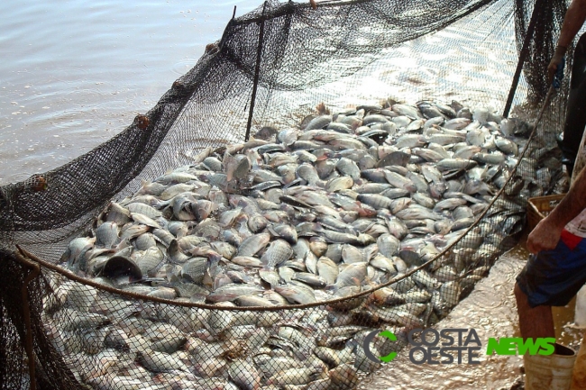 Paraná amplia liderança em piscicultura de cultivo