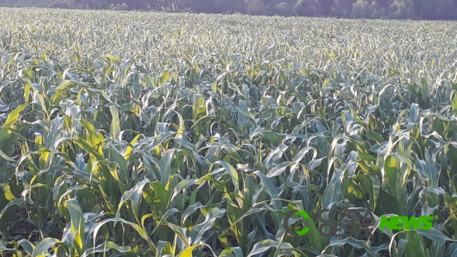 Engenheiro agrônomo pede atenção com estiagem e pragas no milho safrinha