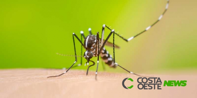 Sessenta e nove pessoas já morreram por dengue no Paraná; são quase 88 mil casos confirmados da doença