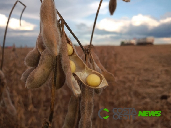 Escassez de chuvas afeta colheita de soja na Argentina, mas a de milho avança