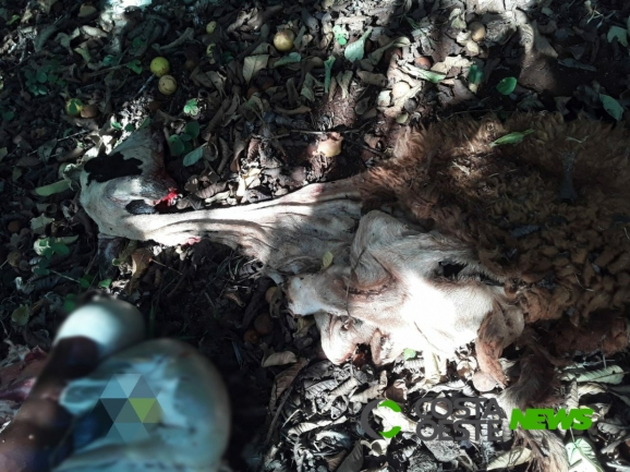 Produtor relata furto de ovelhas na área rural de Medianeira