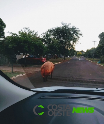 Santa Helena: porco é flagrado pelas ruas do bairro Vila Rica