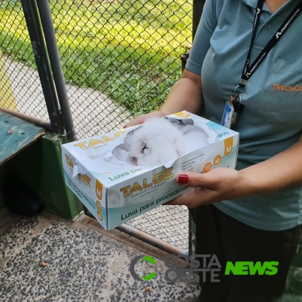Nasce o 50º filhote de harpia no Refúgio Biológico da usina de Itaipu