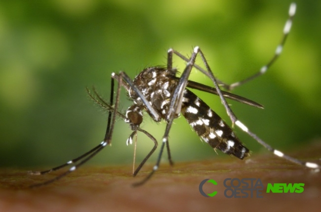 ??bitos por dengue no Paraná são os maiores já registrados desde 1991