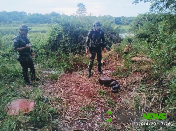 Cobra sucuri capturada em Guaíra é solta no Refúgio Biológico de Santa Helena