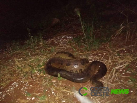 Diretora de Meio Ambiente fala sobre destino da sucuri capturada em Guaíra