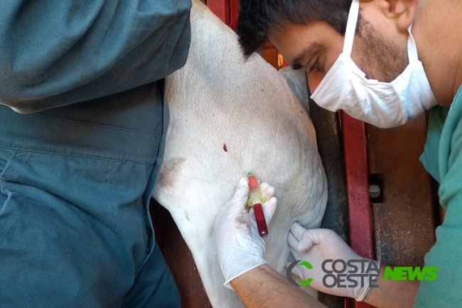 Adapar inicia inquérito epidemiológico da febre aftosa