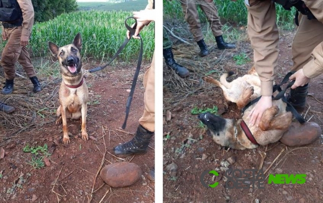 Cão Policial do BPFron é localizada em Cascavel
