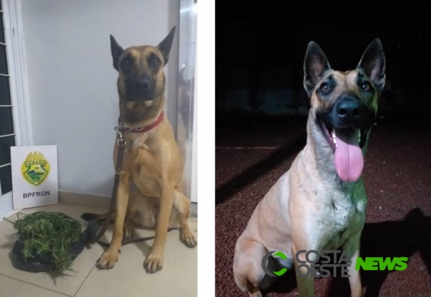 BPFron pede ajuda para encontrar cão farejador 