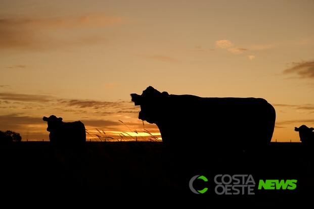 Novilhas são furtadas em propriedade rural de Entre Rios do Oeste