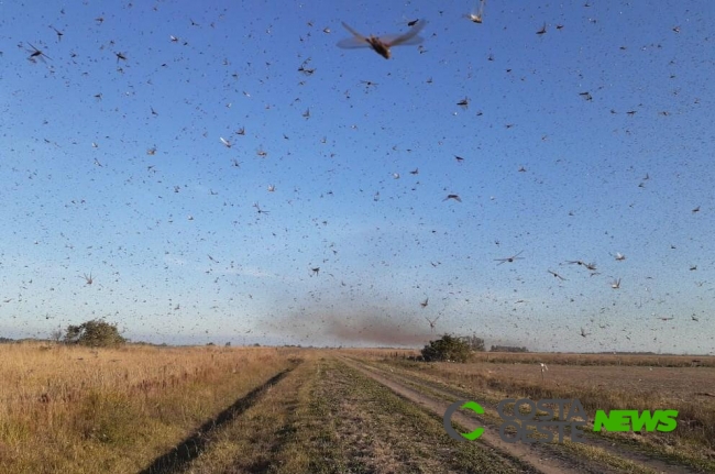 Nuvem de gafanhotos destrói lavoura de milho na Argentina e pode chegar ao Brasil